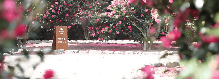 Jeju : prise en charge à l'hôtel, neige, camélias, mandarines