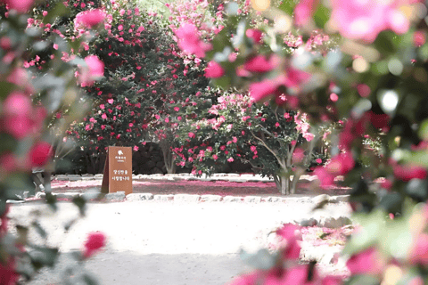 Jeju: Winter East Snow, Camellia, Tangerine Picking Tour