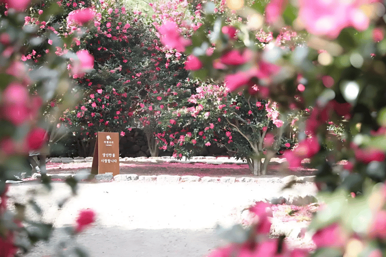 Jeju: Winter East Snow, Camellia, Tangerine Picking Tour