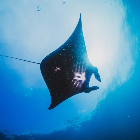 Visit From Nusa Penida Snorkeling Tour to 4 Spots with Manta Ray in Nusa Lembongan, Indonesia
