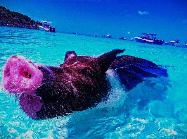 Visit From Exuma Private Swimming Pigs Tours - Exuma, Bahamas in Exuma