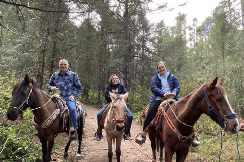 Tournée des papillons monarques au Mexique : Sierra Chincua et AngangueoPrivé