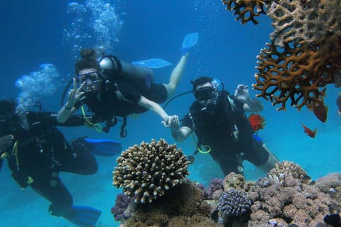 Panglao Bohol: Try Scuba Diving at Napaling with Sardines - Image 2