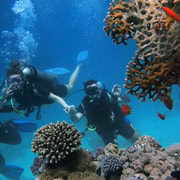 Panglao Bohol: Try Scuba Diving at Napaling with Sardines Panglao Bohol: Try Scuba Diving at Napaling with Sardines