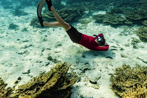 Half Day Dolphin Watch Sea Trip,departing from Taqah Port.
