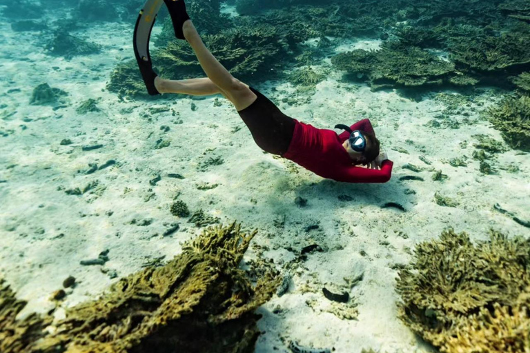 Half Day Dolphin Watch Sea Trip,departing from Taqah Port.