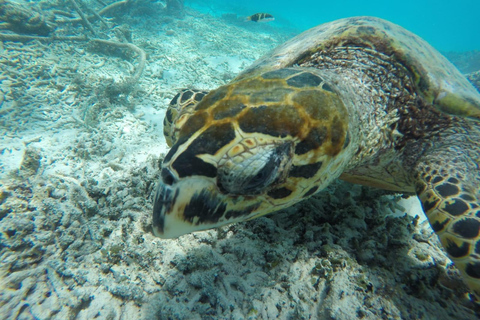 Private Snorkeling Tour GoPro Footage Costumize Tour Snorkeling Gili Trawangan, Gili Meno and Gili Air with GoPro
