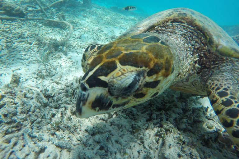 Private Snorkeling Tour GoPro Footage Costumize Tour Snorkeling Gili Trawangan, Gili Meno and Gili Air with GoPro