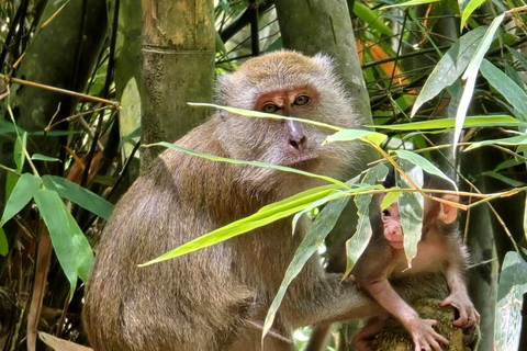 Khao Sok: Half-Day & Night Wildlife Trek and Jungle Dinner Option 6: Half-Day & Night Trek with Dinner From Khao Lak