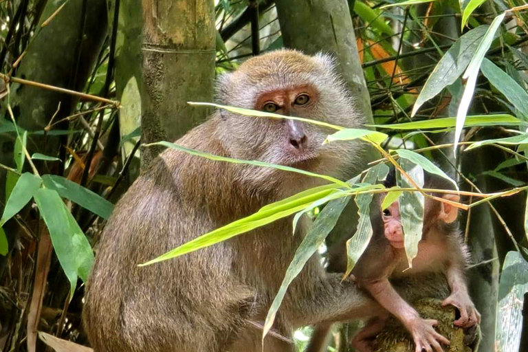 Khao Sok: Half-Day & Night Wildlife Trek and Jungle Dinner Option 6: Half-Day & Night Trek with Dinner From Khao Lak