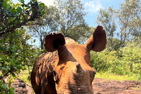 Mombasa/Diani:4 Days Tsavo East, Tsavo West & Amboseli Parks