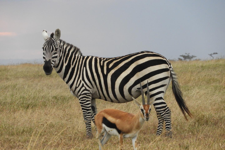 Private Nairobi National Park Drive in 4*4 landcruiser