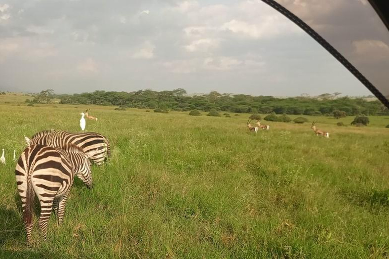 Promenade guidée d&#039;une demi-journée dans le parc national de NairobiConduite partagée pour le gibier