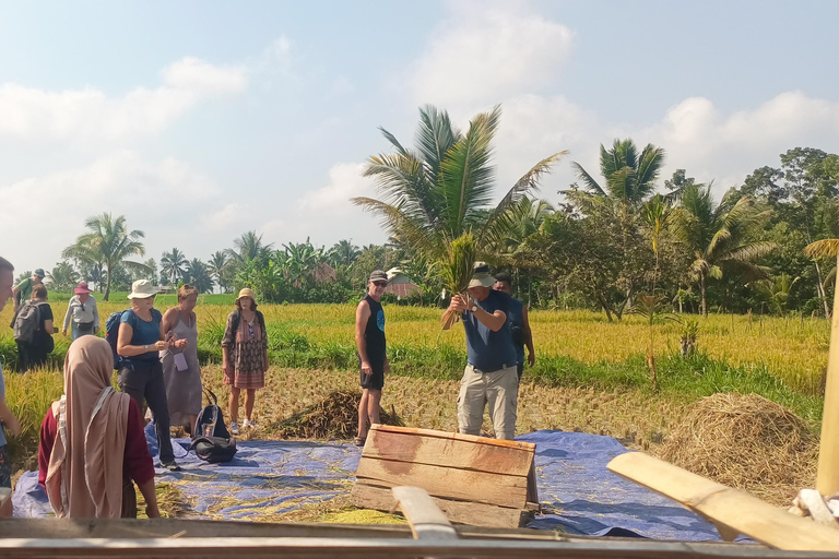 特特巴图：瀑布、香料、梯田、猴子森林特特巴图之旅、香料、瀑布、梯田、猴林