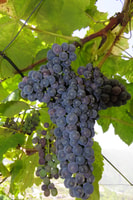 Exploration des vignobles exquis et skywalk de Cabo Girão - Hizvo