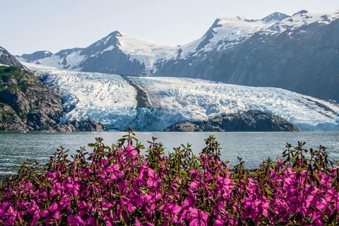 Glacier View & Wildlife Anchorage Adventure Tour
