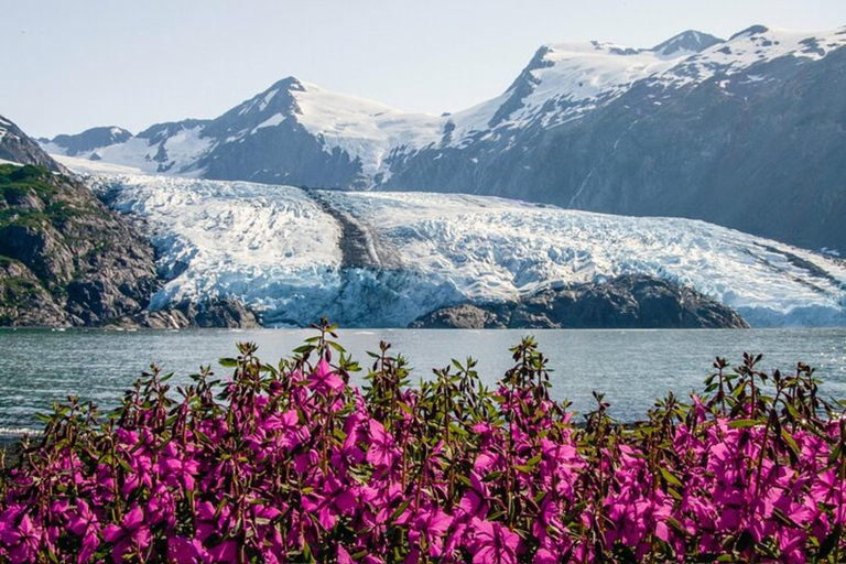 Glacier View & Wildlife Anchorage Adventure Tour