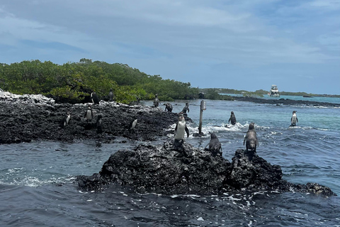 Isabela: Full Day with Penguins, Flamingos, Turtles, and Blue Sharks