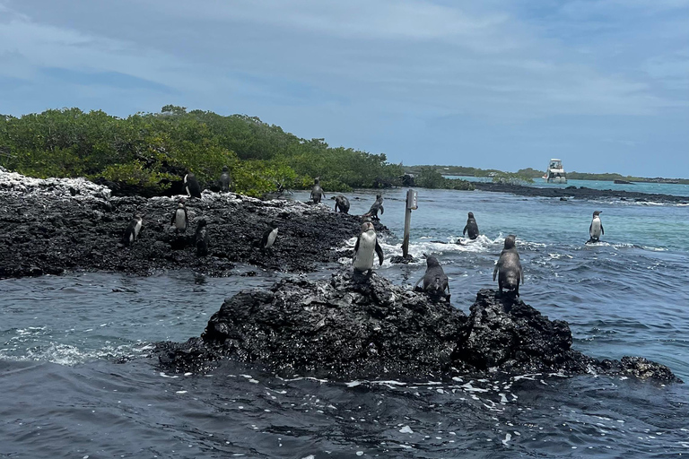 Isabela: Full Day with Penguins, Flamingos, Turtles, and Blue Sharks