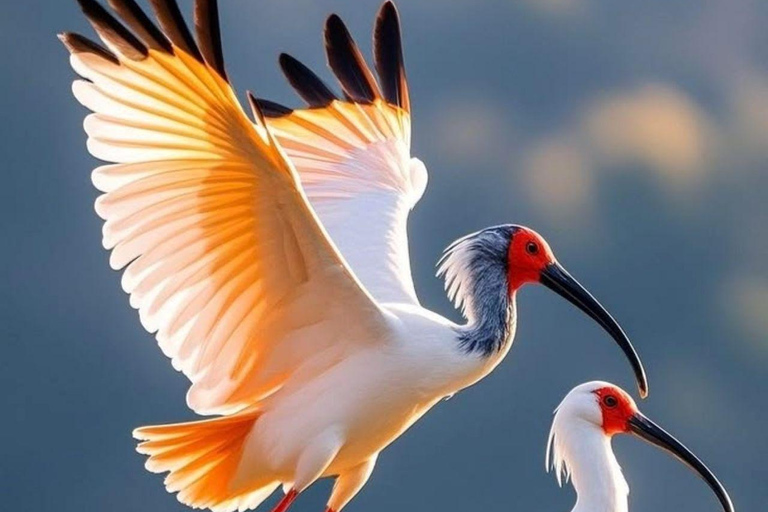 Muthurajawela Bird Watching Boat Tour & Colombo City Tour Tour from Bentota, Ahungalla, Hikkaduwa