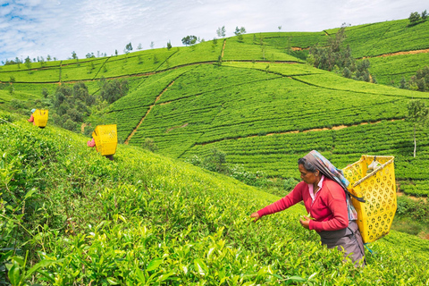 Circuit économique de 6 jours au Sri Lanka avec transferts aéroport