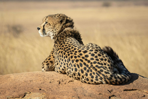 5 Day Tanzania Best Safari Idea