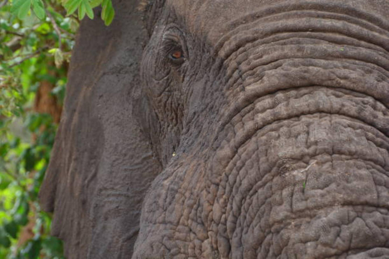 Safári de 3 dias com vida selvagem em Uganda para o Parque Nacional Kidepo Valley