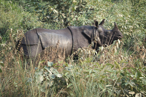 Chitwan National Park: Full-Day Jeep Safari with Lunch