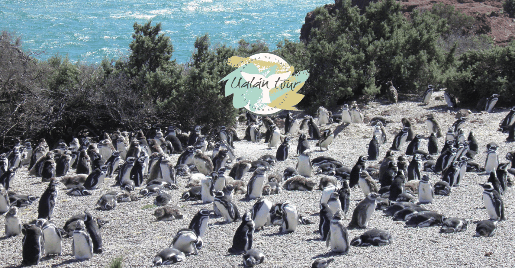 Punta Tombo, Shore Exkursion für Kreuzfahrtpassagiere - Hizvo