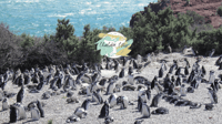 Punta Tombo, Shore Exkursion für Kreuzfahrtpassagiere - Hizvo
