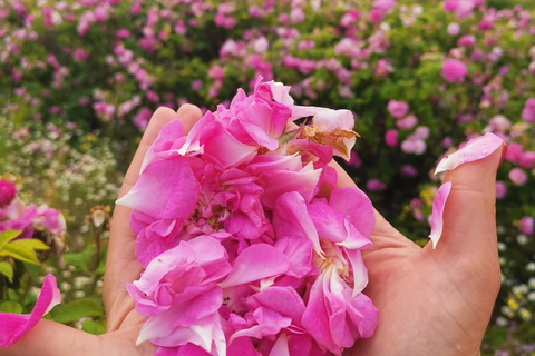 2026 Kazanlak Rose Festival Group Tour Accommodation in triple rooms