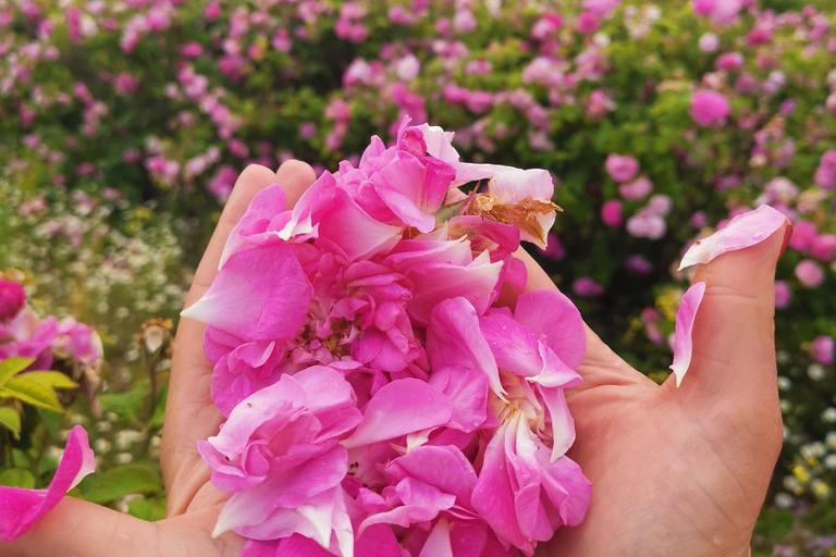 2026 Kazanlak Rose Festival Group Tour Accommodation in triple rooms