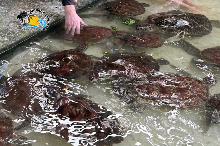 Nungwi: Swimming with Turtles at The Lagoons Zanzibar Hotel Transfers within Nungwi and Kendwa