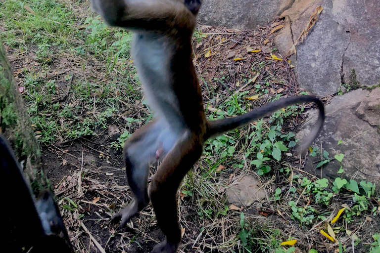 Excursión de un día a la selva tropical de Colombo/Cmb/Sinharaja con almuerzo