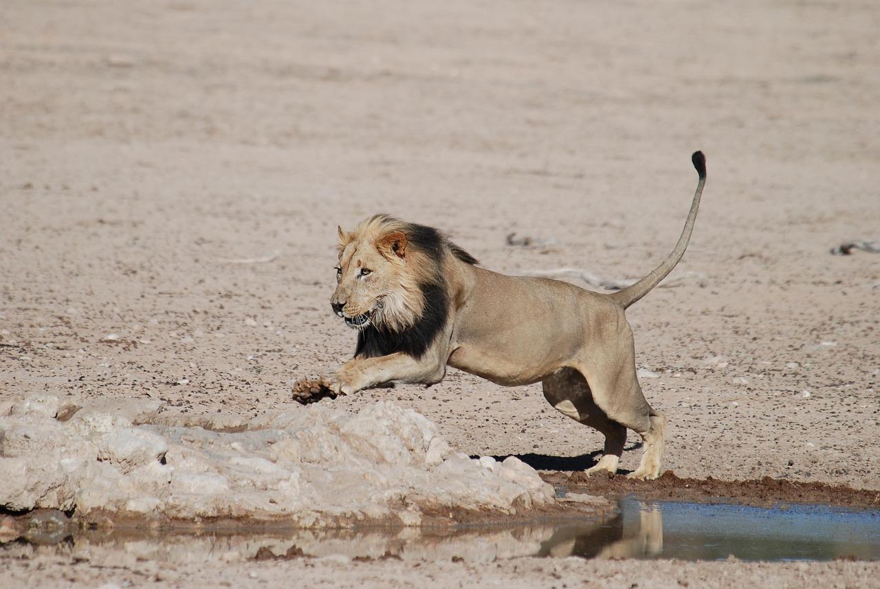 Dar es Salaam: Tagestour im Mikumi-Nationalpark mit Mittagessen