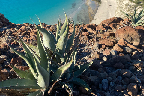 Private Experience from Cabo San Lucas to La Paz: (Playa Balandra) Private experience from Cabo San Lucas to La Paz: (Balandra Beach)