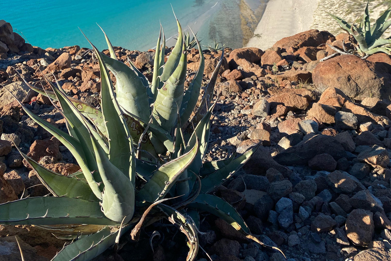 Private Experience from Cabo San Lucas to La Paz: (Playa Balandra) Private experience from Cabo San Lucas to La Paz: (Balandra Beach)
