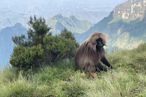 Gondar: Simien Mountains National Park Day Trip