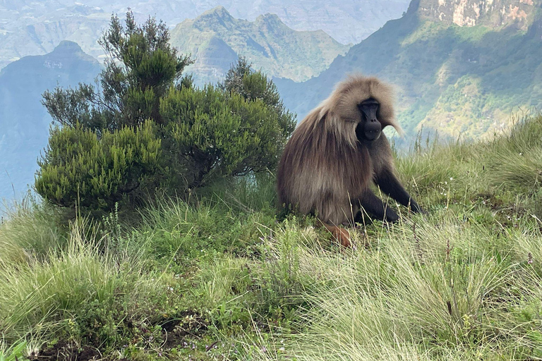 Gondar: Simien Mountains National Park Day Trip