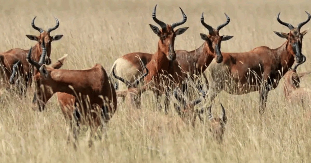 3-Day Awash National Park Wildlife & Hot Springs Tour | GetYourGuide