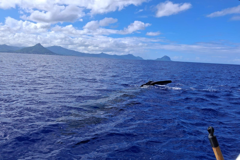 Black River: Whale Watching Boat Tour