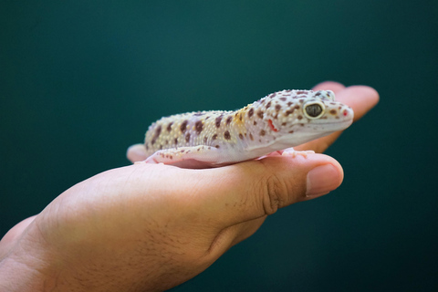 Kedah: Biglietto d&#039;ingresso per il Parco della Fauna Selvatica di LangkawiBiglietto d&#039;ingresso per non-malesi