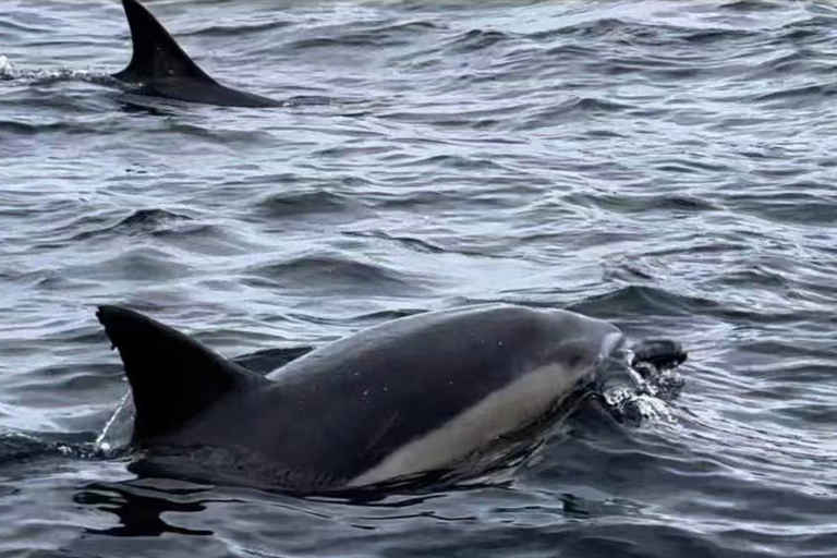 From Hobart: Port Arthur, Cape Raoul Cruise, Animal Day Tour