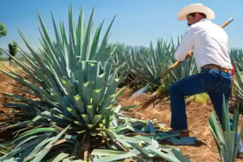 Guadalajara: Tour del Tequila del Campo a la Copa