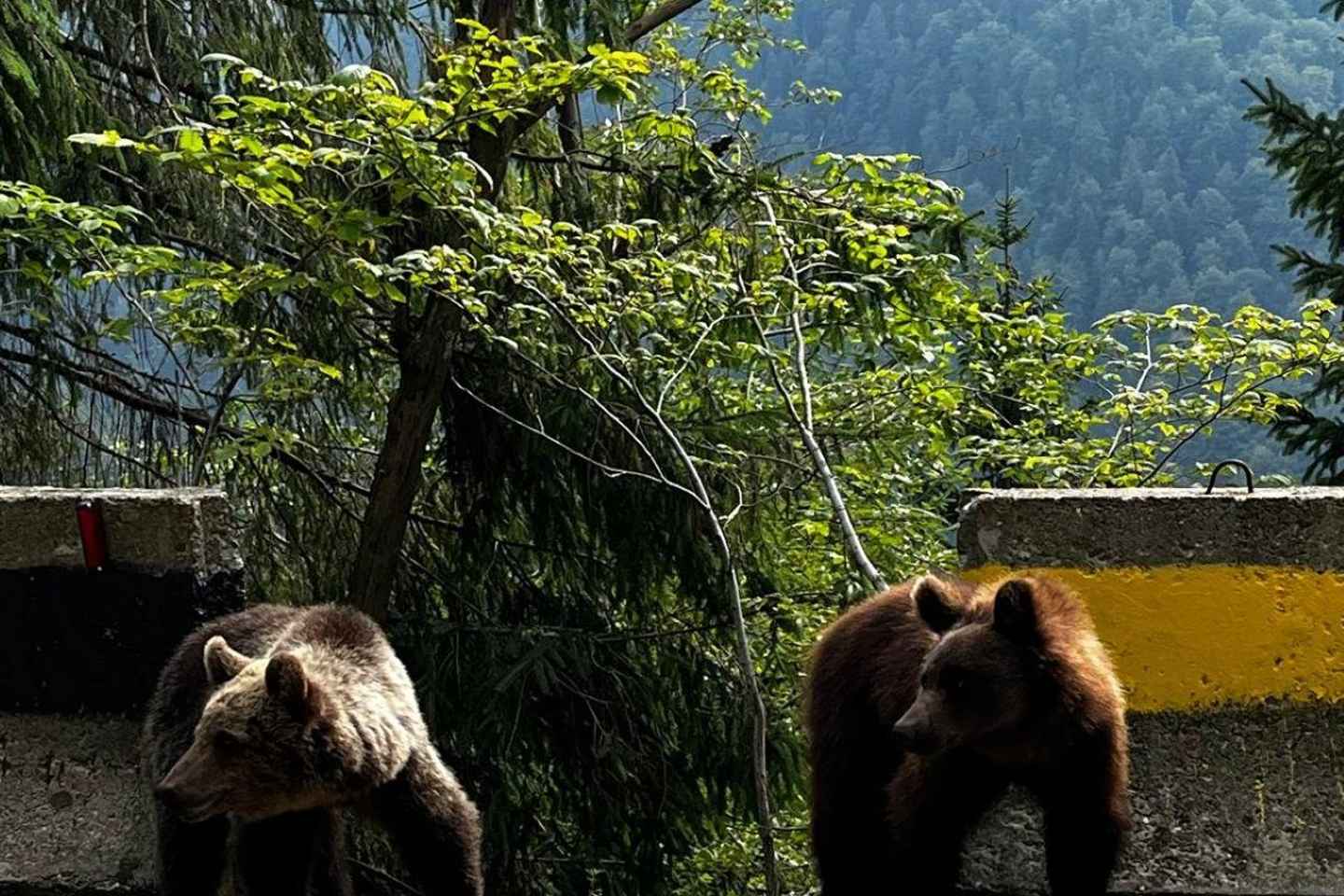 Legends&Wildlife Awaits: Dracula's Castle & Bear Sanctuary