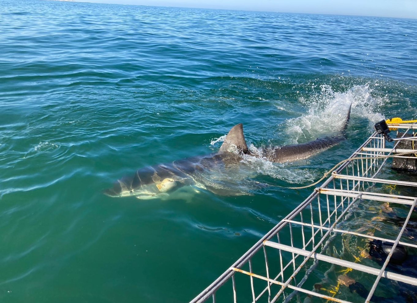 Fra Hermanus eller Cape Town: Oplevelse med hajbur-dykning