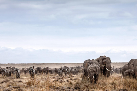 7 Dagen Kenia Wildlife Safari en Diani Beach Safari