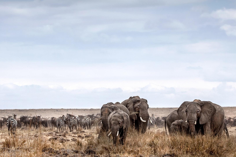 Masai Mara 4days wildebeest migration safari in 4x4 Jeep