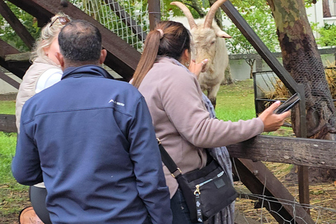 Cape Town: Cruise Passengers sunset Safari & Wine Tour
