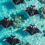 Nusa Penida: Manta + 3-Spot Snorkeling + Private West Tour
